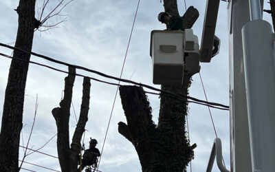 What Advanced Skills Are Required for Crane Operators in Modern Tree Crane Services