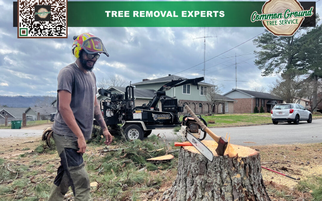 How Does the Choice of Equipment Impact the Efficiency of Stump Grinding