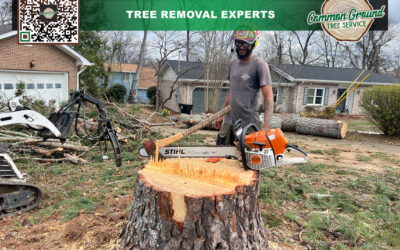 What Environmental Considerations Should Be Made When Disposing of Stump Grindings