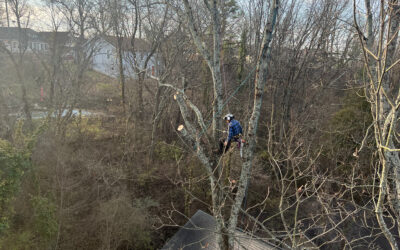 Can Regular Maintenance Extend the Lifespan of My Trees