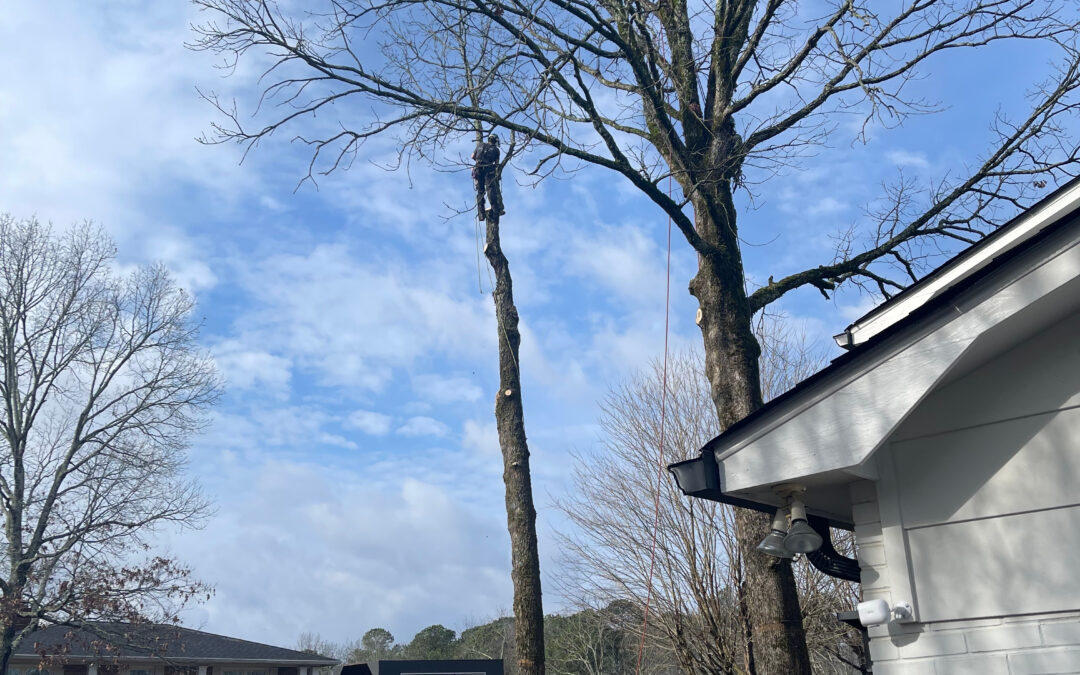 What Are the Biggest Tree Maintenance Mistakes Homeowners Make