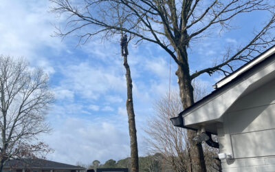 What Are the Biggest Tree Maintenance Mistakes Homeowners Make