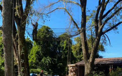 How Does Hazardous Tree Identification Impact Tree Removal Planning