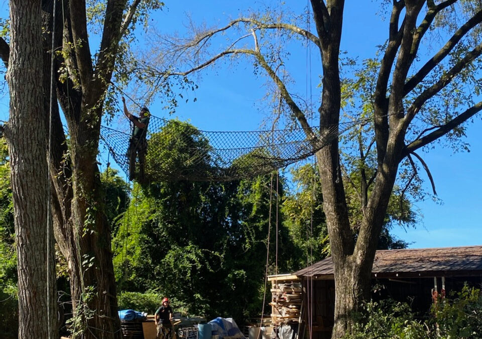 How Does Hazardous Tree Identification Impact Tree Removal Planning