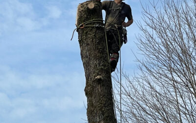 How Can Landscaping Be Integrated into Post Tree Removal Site Restoration