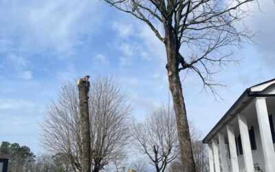 How Can Integrated Pest Management Enhance Tree Maintenance Programs?