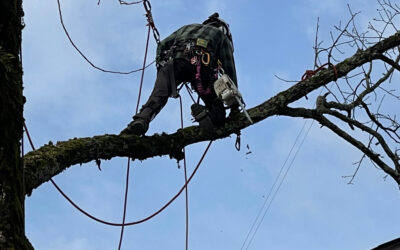 How Can Tree Trimming Be Used to Combat Disease and Pest Infestations