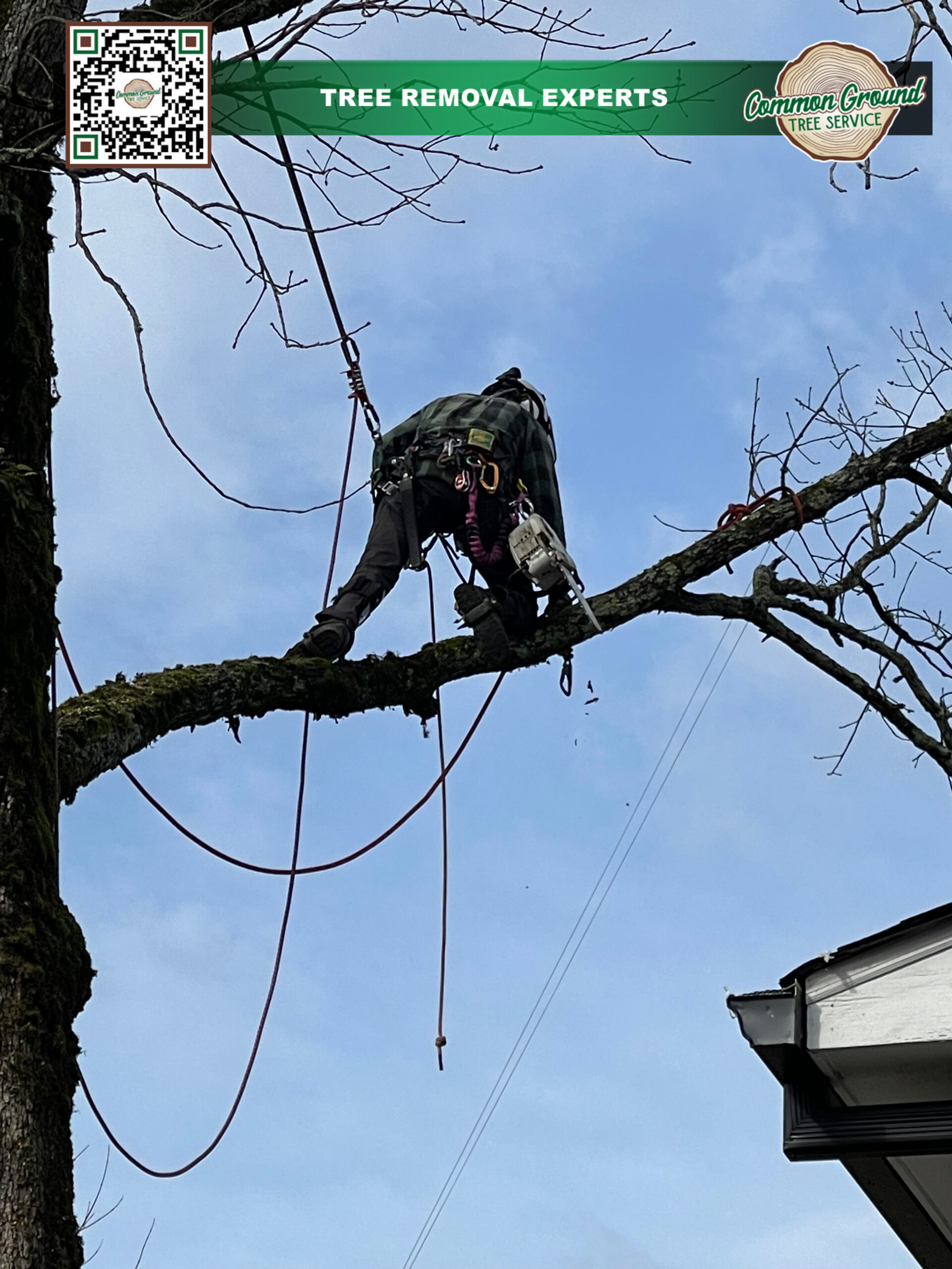 Tree Trimming Chattanooga