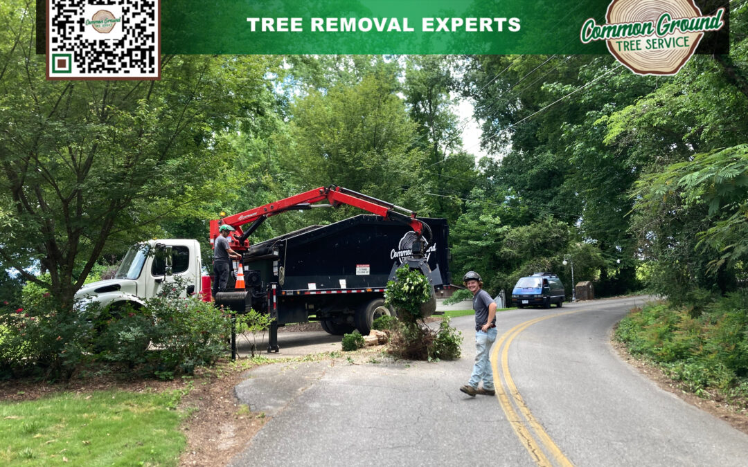 Creating a Sustainable Garden: Residential Tree Services for Environmental Conservation
