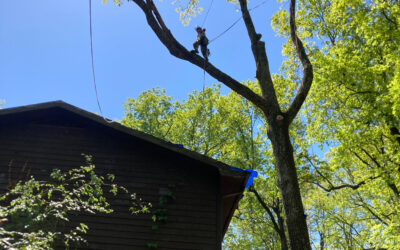 Why is Timing Crucial in Pruning Young Trees for Effective Tree Trimming?