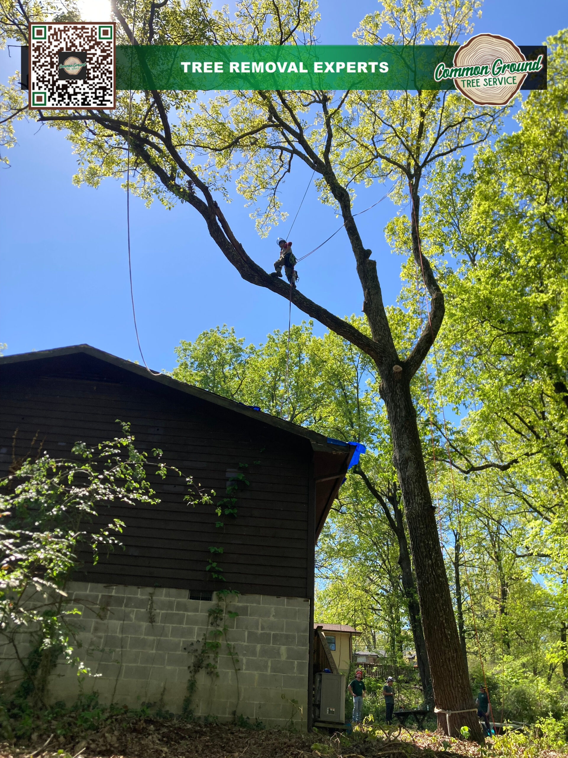 Chattanooga Tree Trimming