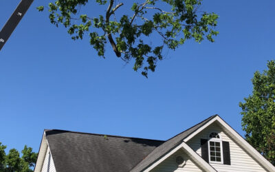 What Are Common Hazards in Tree Work Involving Cranes and How Are They Mitigated?