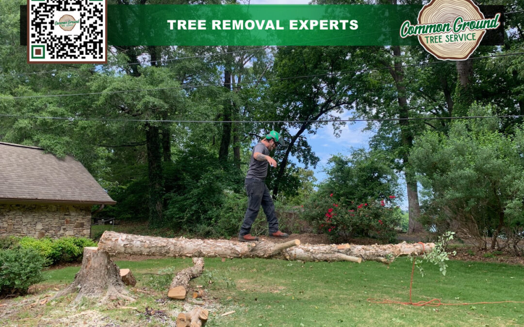 Can Soil Rehabilitation Enhance Future Planting Sites After Stump Grinding?