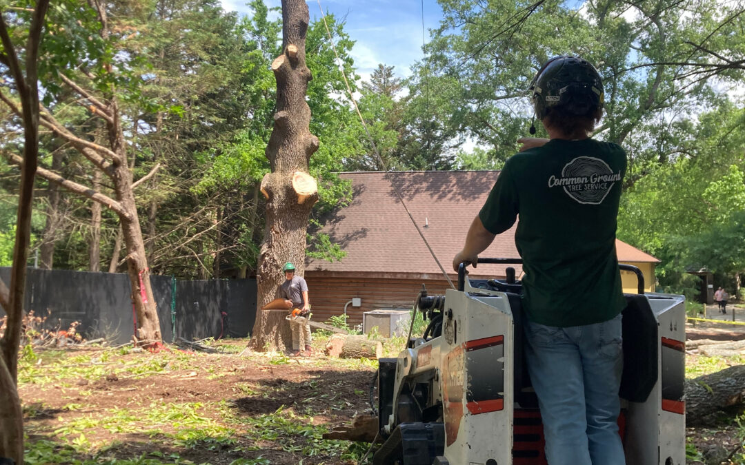 Water Conservation Techniques for Effective Tree Maintenance