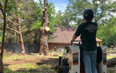 Water Conservation Techniques for Effective Tree Maintenance