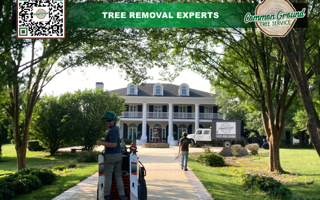 Common Tree Problems Faced by Homeowners and How Residential Tree Services Can Help