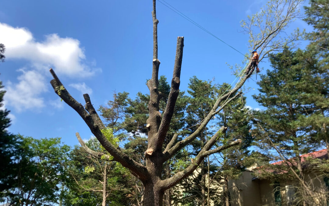 Should I Call a Professional for My Tree Maintenance Needs?