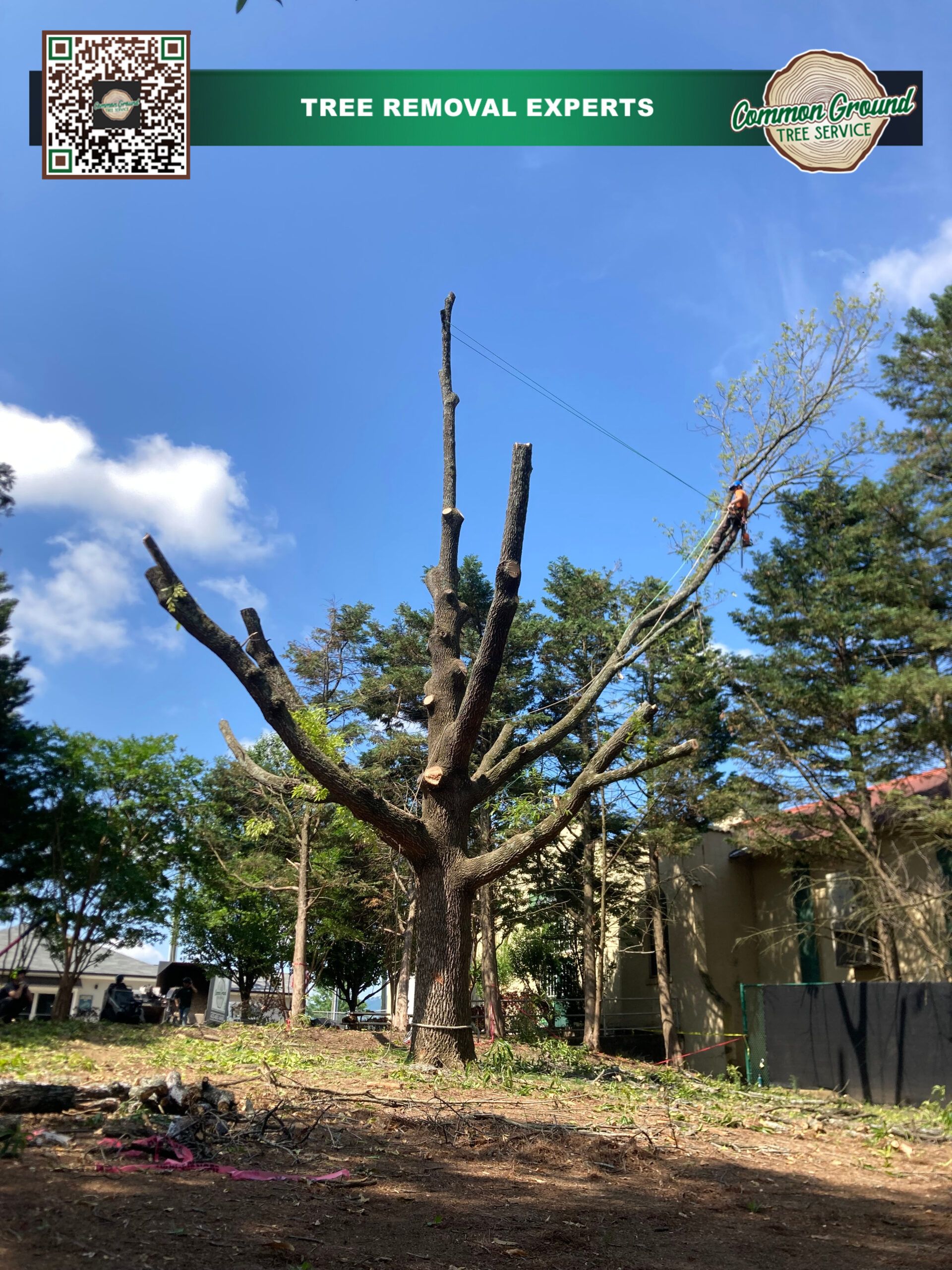Tree Maintenance Chattanooga