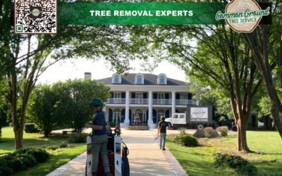 Tree Maintenance and Sustainability: How Can We Do Better?