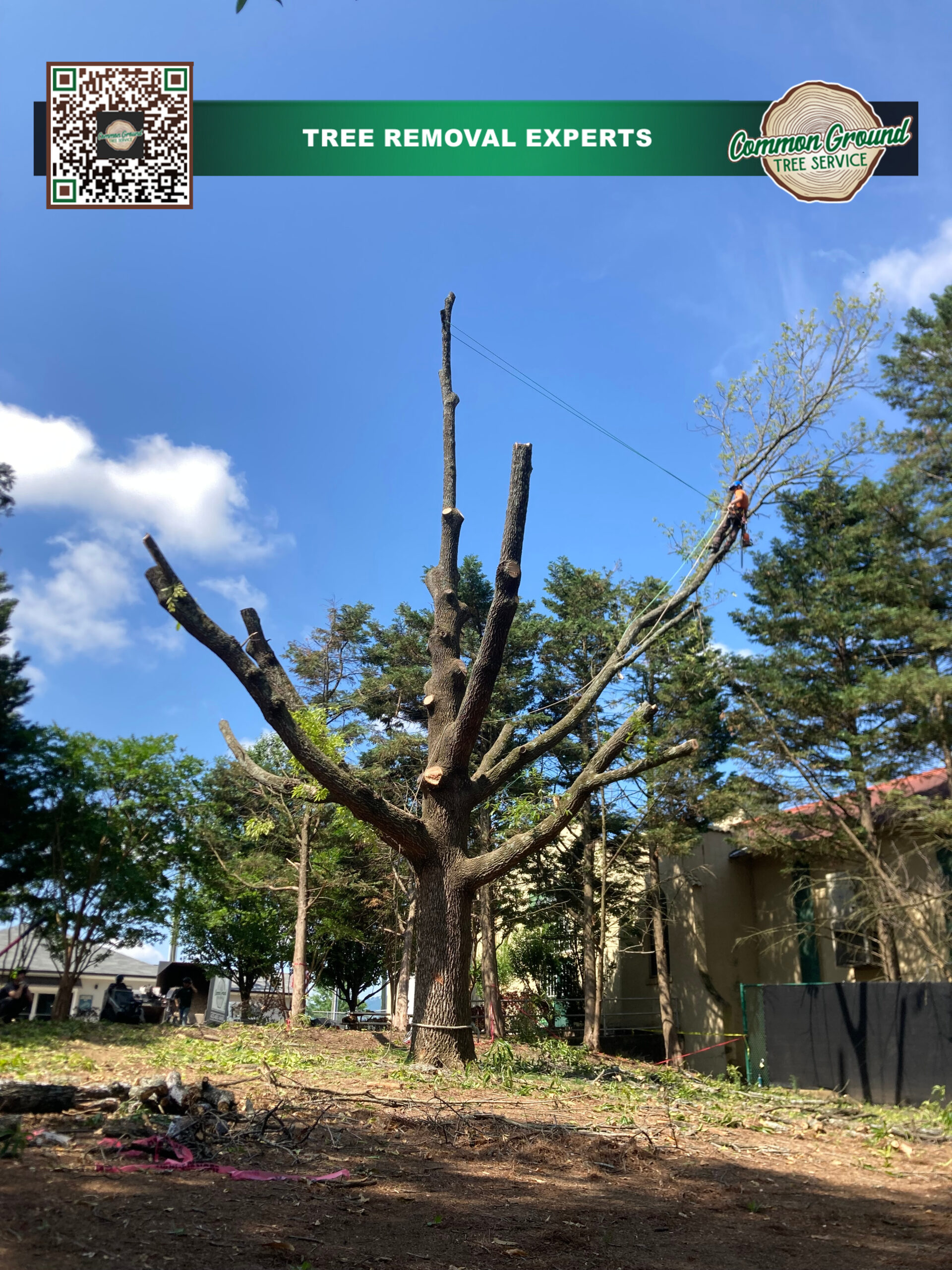Tree Pruning Chattanooga