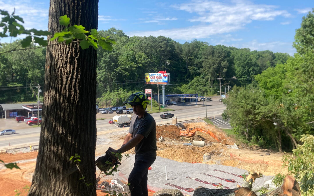 What Are the Considerations for Tree Removal in High-Traffic Urban Areas?