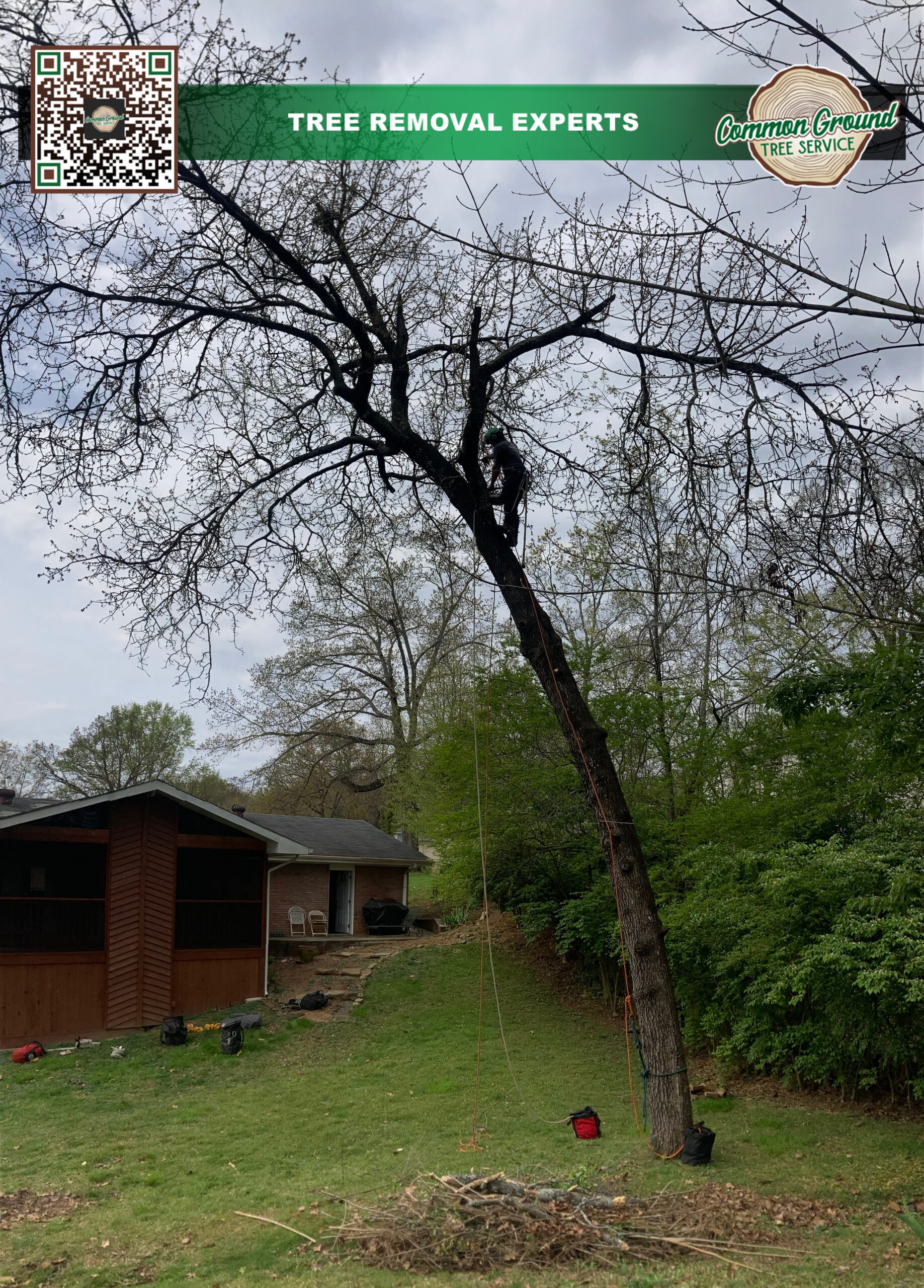 What Techniques Are Used in Aesthetic Pruning for Tree Trimming?